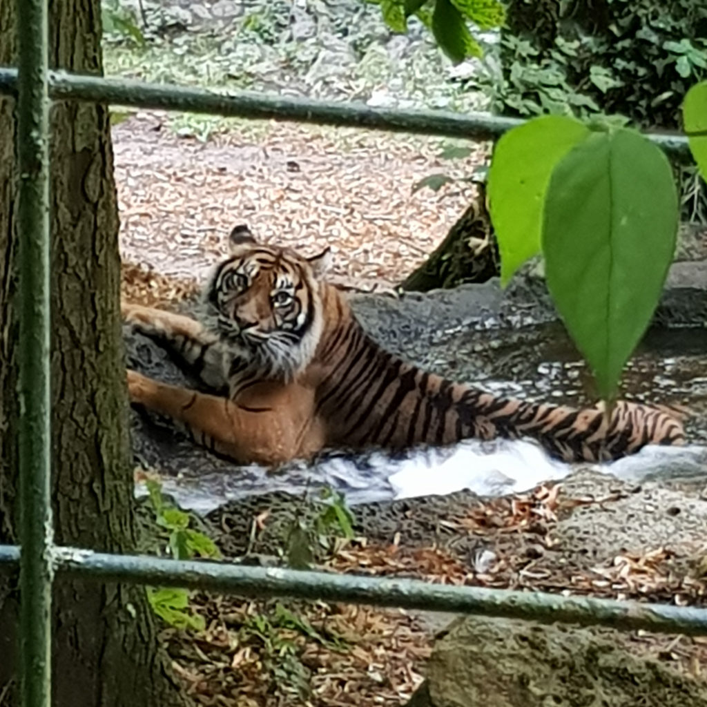 tigre dans son bain zoo de beauval