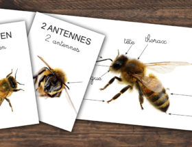 kit imagier à imprimer pour découvrir l'anatomie de l'abeille