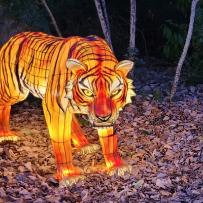 tigre lumières sauvages