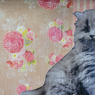 chat vernis colle plateau