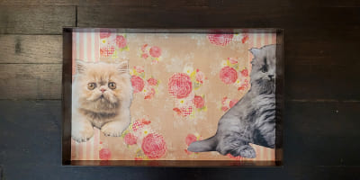 plateau chat dinette