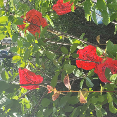 création rosier avec enfant