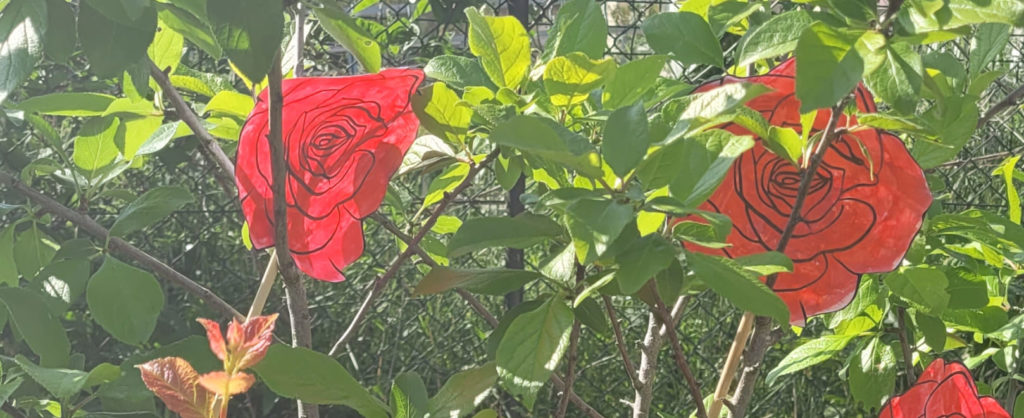 création rosier inspiration alice au pays des merveilles