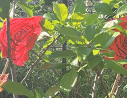 création rosier inspiration alice au pays des merveilles