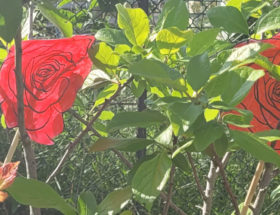 création rosier inspiration alice au pays des merveilles