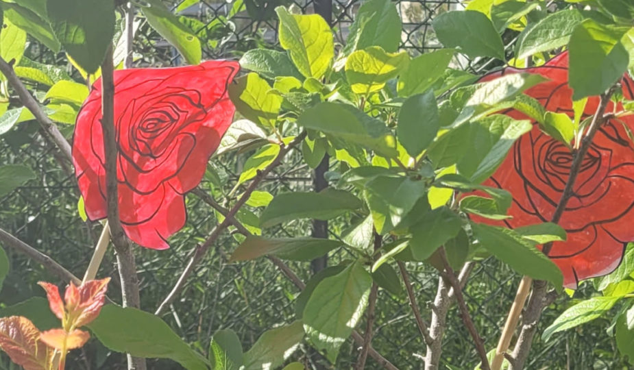 création rosier inspiration alice au pays des merveilles